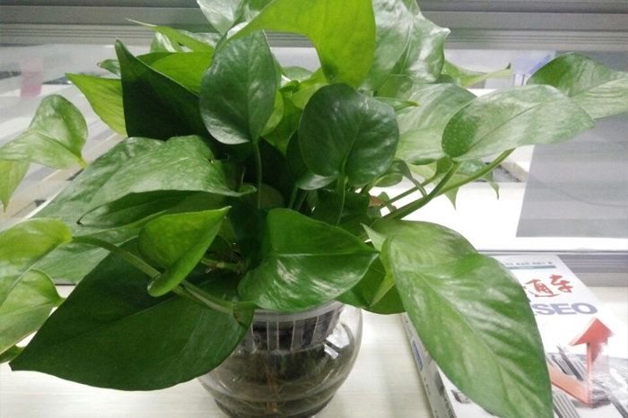 伟徳app绿植发新芽