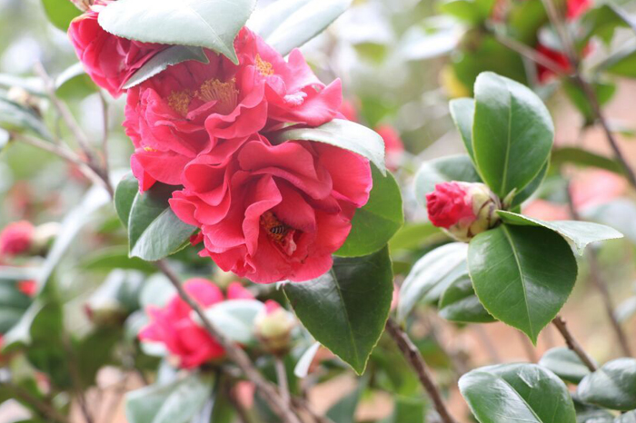 伟徳app伙伴欣赏山茶花
