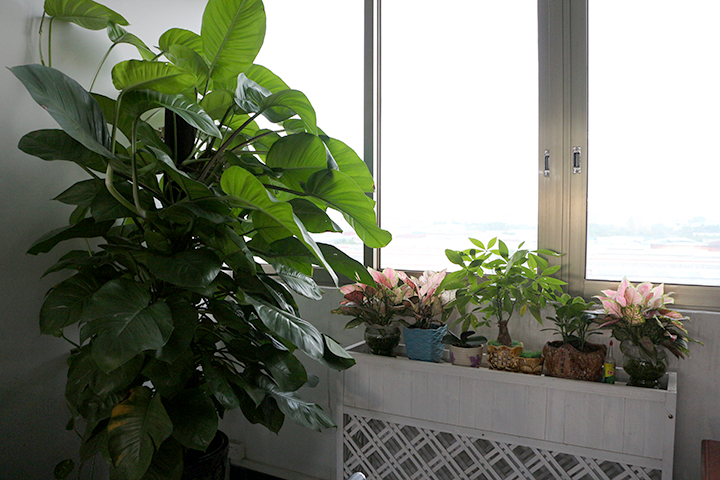 伟徳app绿色植物