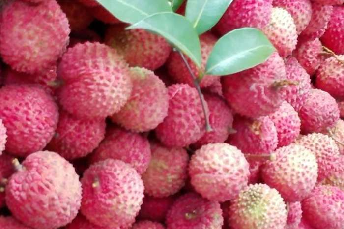 伟徳app夏季农家乐