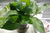 伟徳app绿植发新芽了