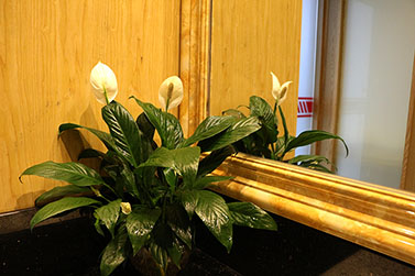 伟徳app绿植开花了