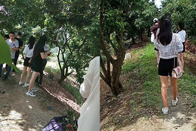 伟徳app伙伴夏游荔枝园