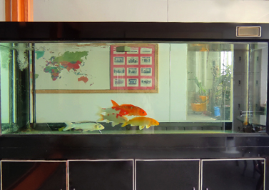 伟徳app接待室-鱼缸