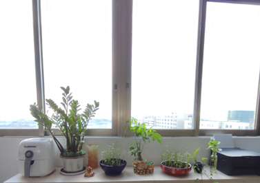 伟徳app财务室—绿植