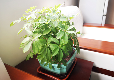 伟徳app-VIP接待室的绿植