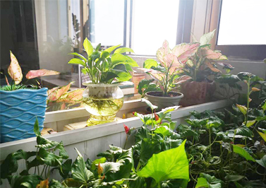 伟徳app-郁郁葱葱的绿植