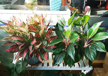 伟徳app办公室的绿植