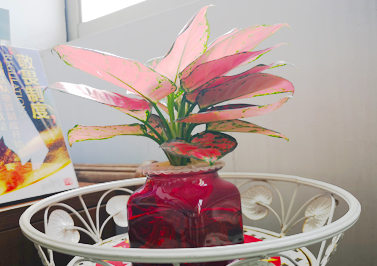 伟徳app办公室的彩叶万年青