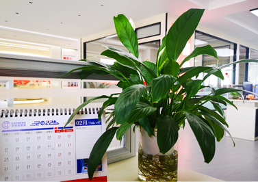 伟徳app办公室绿萝