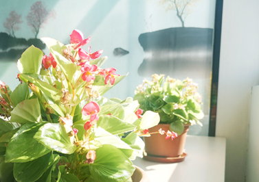 小绿植盆栽-伟徳app